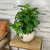 PHILODENDRON SWISS CHE 8"HB